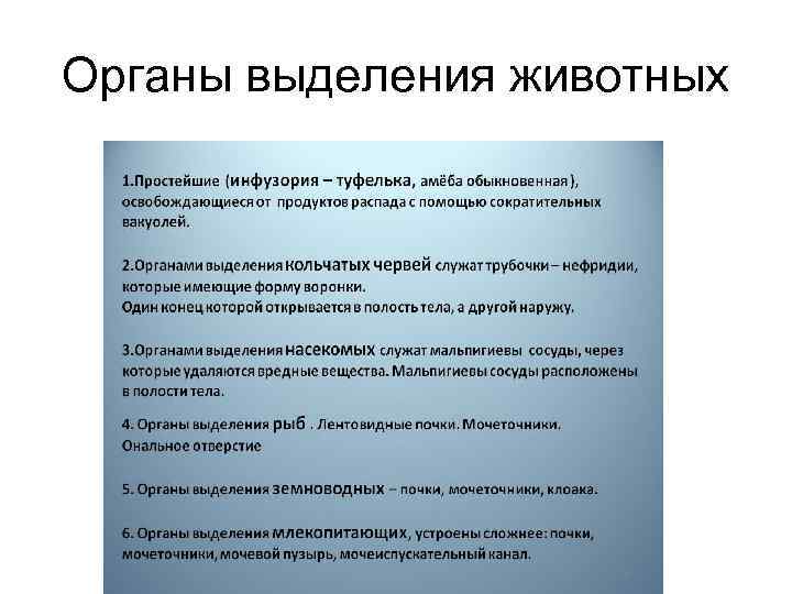 Органы выделения животных 