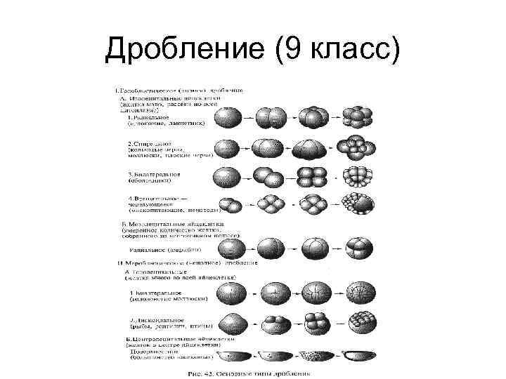 Дробление (9 класс) 