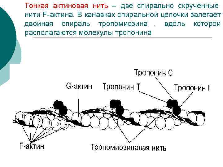 Тонкая актиновая нить – две спирально скрученные нити F-актина. В канавках спиральной цепочки залегает