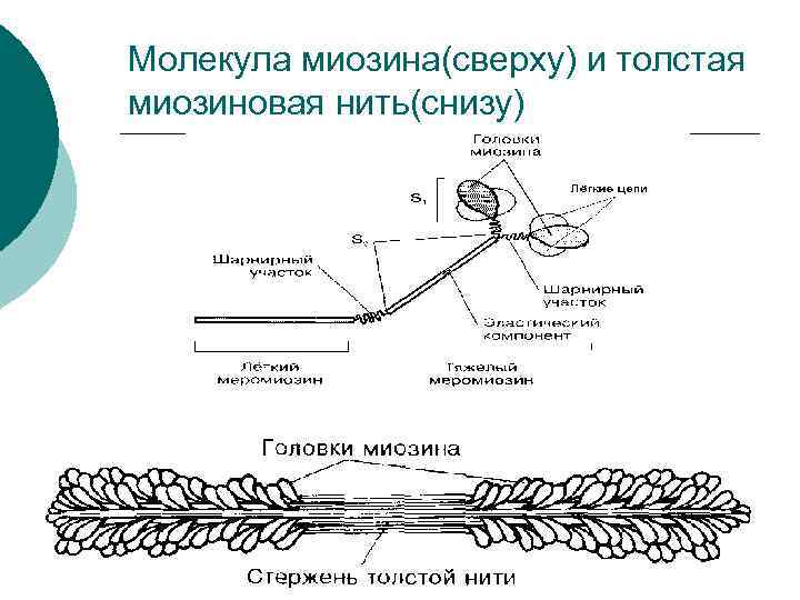 Молекула миозина(сверху) и толстая миозиновая нить(снизу) 