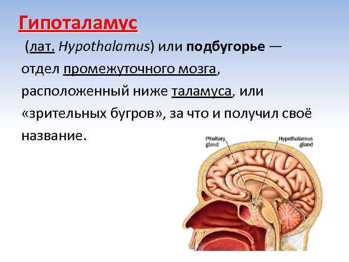 Гипоталамус (лат. Hypothalamus) или подбугорье — отдел промежуточного мозга,  расположенный ниже таламуса, или