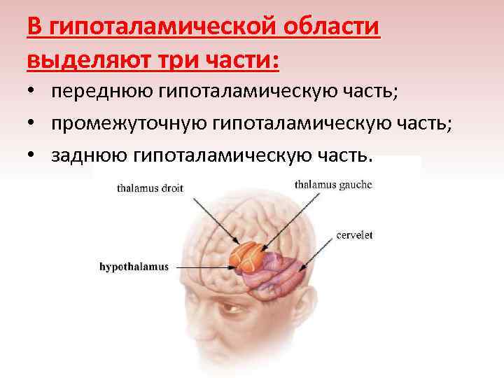 В гипоталамической области выделяют три части:  •  переднюю гипоталамическую часть;  •