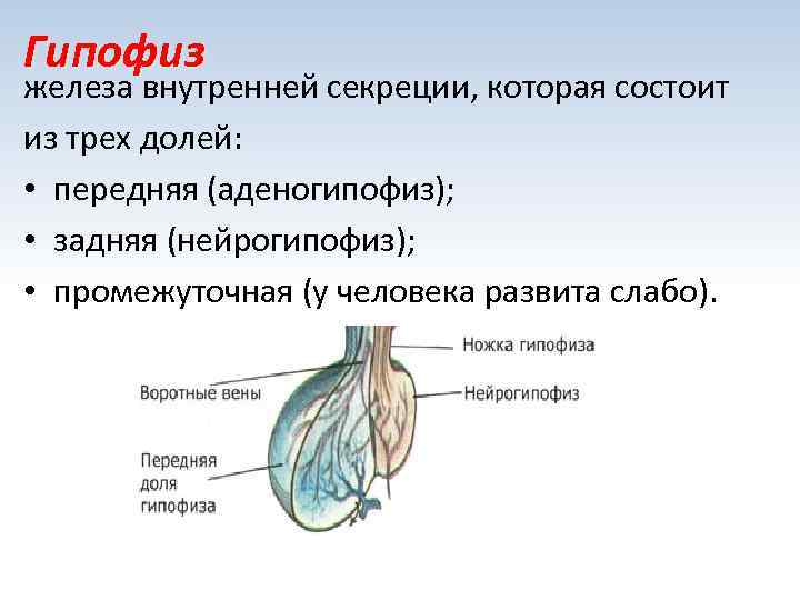 Гипофиз железа внутренней секреции, которая состоит из трех долей:  • передняя (аденогипофиз); 