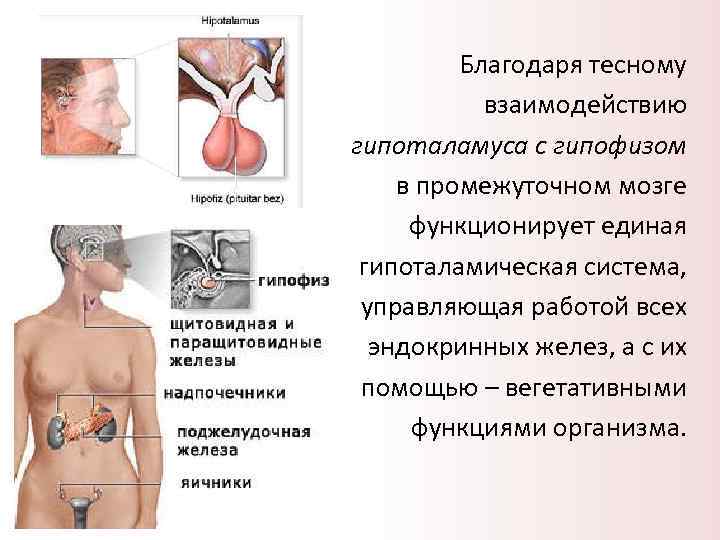    Благодаря тесному  взаимодействию гипоталамуса с гипофизом в промежуточном мозге 