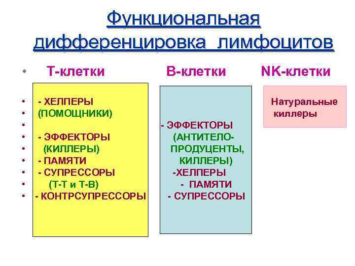    Функциональная дифференцировка лимфоцитов • Т-клетки   В-клетки   NK-клетки