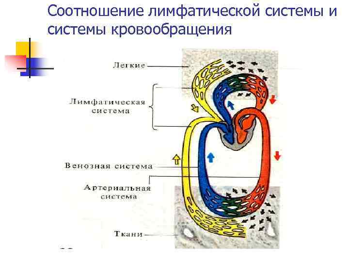 Соотношение лимфатической системы и системы кровообращения 