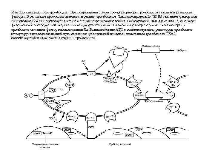 Мембранные рецепторы тромбоцита. При повреждении стенки сосуда рецепторы тромбоцитов связывают различные факторы. В результате Мембранные рецепторы тромбоцита. При повреждении стенки сосуда рецепторы тромбоцитов связывают различные факторы. В результате
