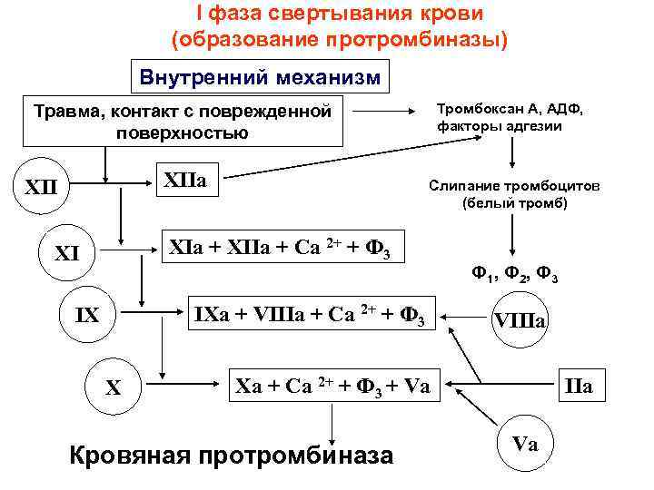 I фаза свертывания крови (образование протромбиназы) I фаза свертывания крови (образование протромбиназы)