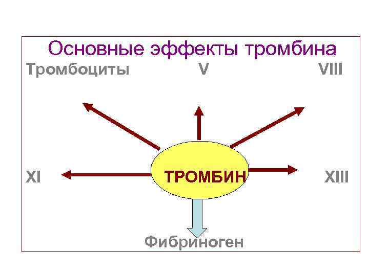 Основные эффекты тромбина Тромбоциты V VIII XI ТРОМБИН Основные эффекты тромбина Тромбоциты V VIII XI ТРОМБИН