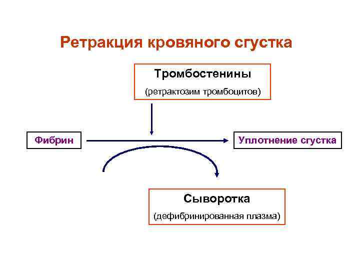 Ретракция кровяного сгустка Тромбостенины (ретрактозим тромбоцитов) Фибрин Ретракция кровяного сгустка Тромбостенины (ретрактозим тромбоцитов) Фибрин