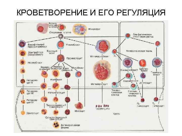 КРОВЕТВОРЕНИЕ И ЕГО РЕГУЛЯЦИЯ КРОВЕТВОРЕНИЕ И ЕГО РЕГУЛЯЦИЯ