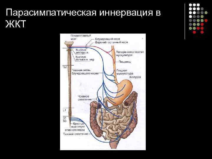 Парасимпатическая иннервация в ЖКТ 