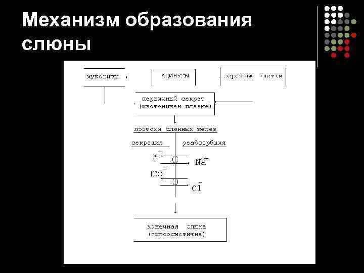 Механизм образования слюны 