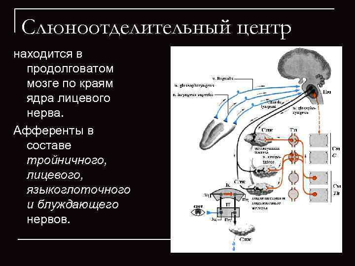  Слюноотделительный центр находится в  продолговатом  мозге по краям  ядра лицевого