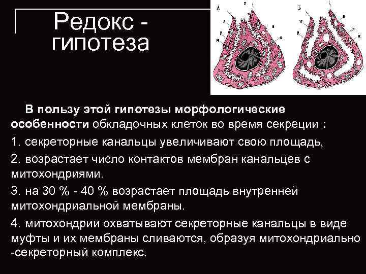  Редокс   гипотеза В пользу этой гипотезы морфологические особенности обкладочных клеток во