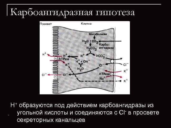 Карбоангидразная гипотеза Н+ образуются под действием карбоангидразы из  угольной кислоты и соединяются с