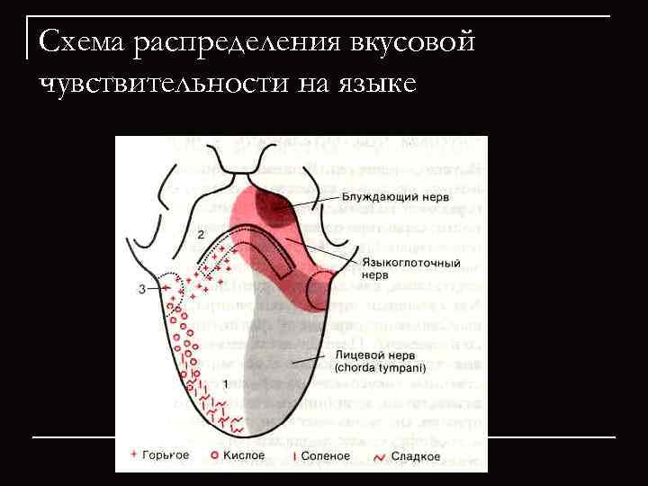 Схема распределения вкусовой чувствительности на языке 