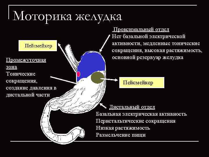 Что означает желудков. Моторная функция желудка антиперистальтика. Перистальтика желудка функция. Проксимальный отдел жел. Моторика желудка.