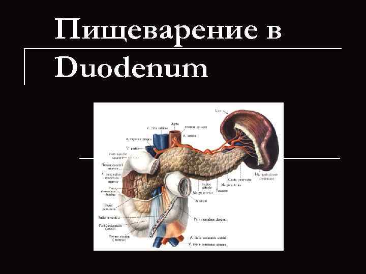 Пищеварение в Duodenum 