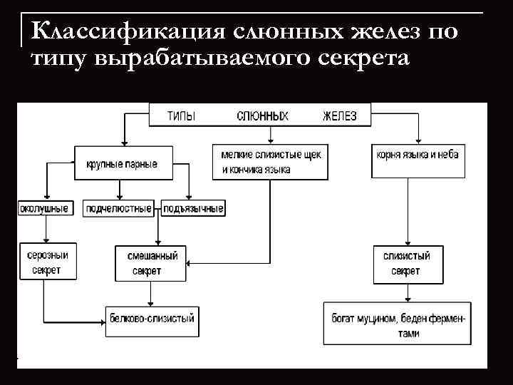 Классификация слюнных желез по типу вырабатываемого секрета 