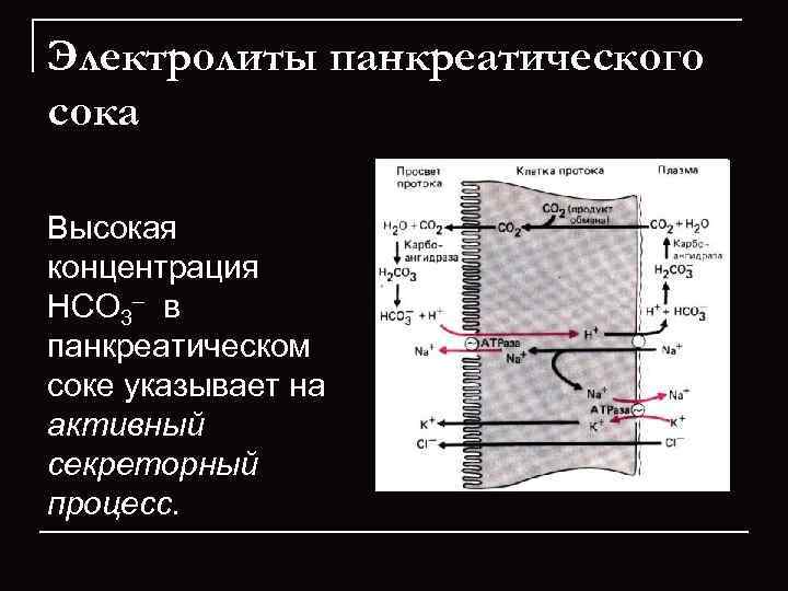 Электролиты панкреатического сока Высокая концентрация НСО 3– в панкреатическом соке указывает на активный секреторный