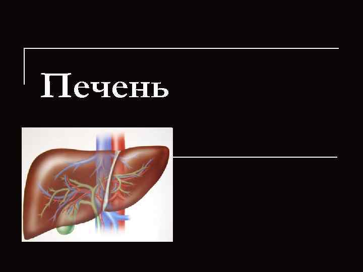 Печень 