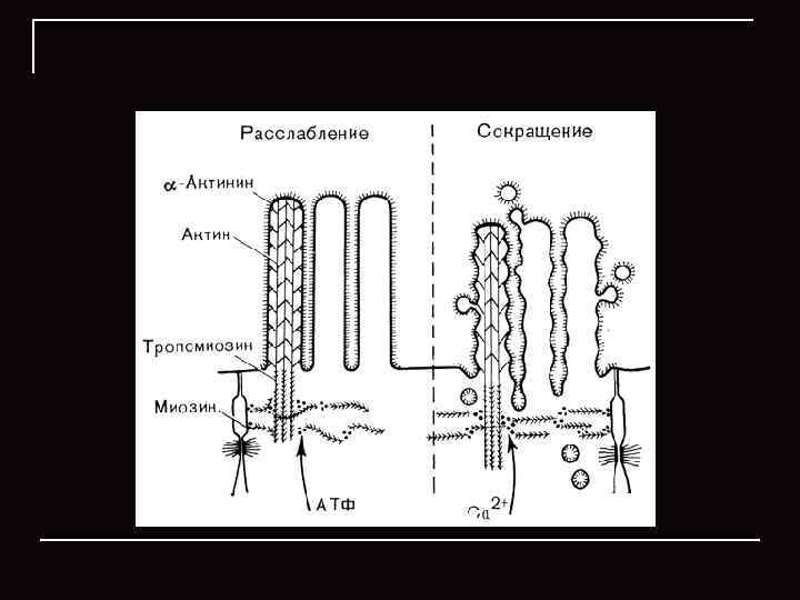 Отделение кишечного сока связано с гибелью железистых клеток 