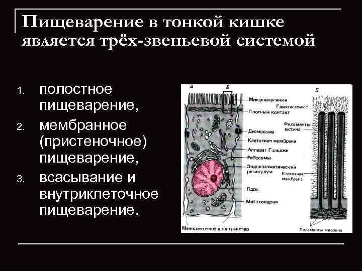  Пищеварение в тонкой кишке является трёх-звеньевой системой 1.  полостное  пищеварение, 
