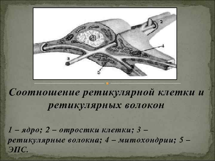 Соотношение ретикулярной клетки и ретикулярных волокон 1 – ядро; 2 – отростки клетки; Соотношение ретикулярной клетки и ретикулярных волокон 1 – ядро; 2 – отростки клетки;