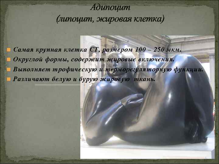 Адипоцит (липоцит, жировая клетка) n Адипоцит (липоцит, жировая клетка) n