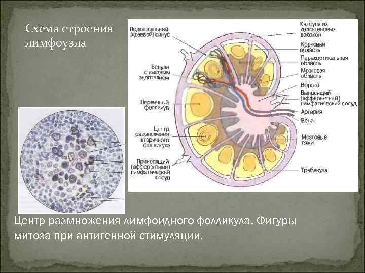 Схема строения лимфоузла Центр размножения лимфоидного фолликула. Фигуры митоза при антигенной стимуляции. Схема строения лимфоузла Центр размножения лимфоидного фолликула. Фигуры митоза при антигенной стимуляции.