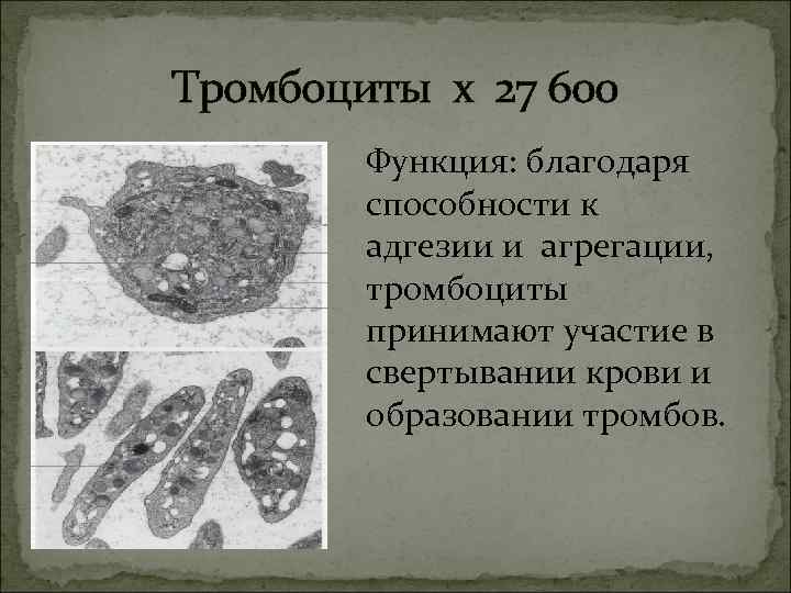 Тромбоциты х 27 600 Функция: благодаря способности к Тромбоциты х 27 600 Функция: благодаря способности к