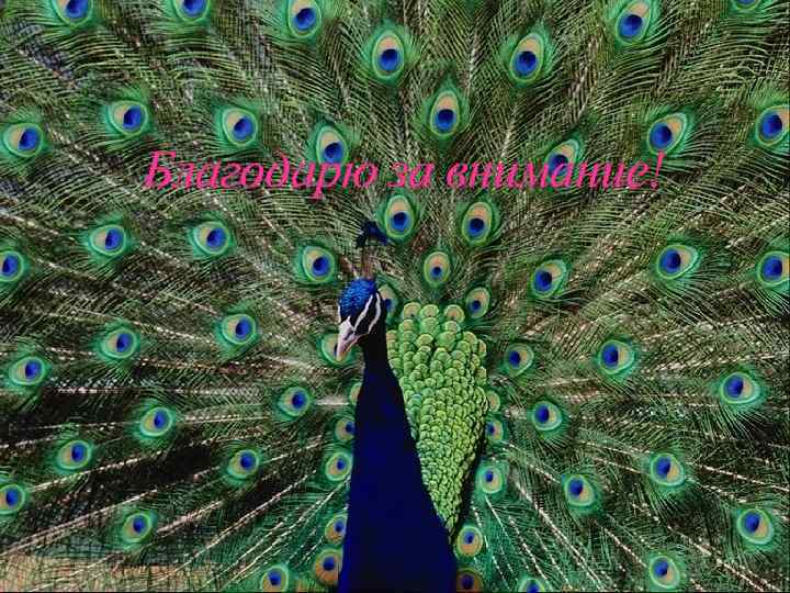 Благодарю за внимание! Благодарю за внимание!