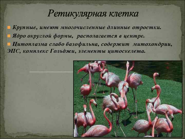 Ретикулярная клетка n Крупные, имеют многочисленные длинные отростки. n Ядро округлой Ретикулярная клетка n Крупные, имеют многочисленные длинные отростки. n Ядро округлой