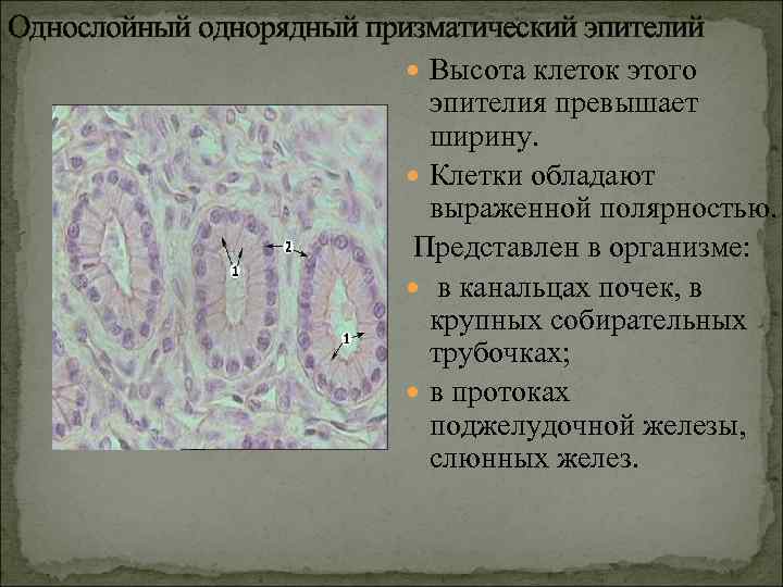 Стенку собирательной трубочки образует следующая разновидность эпителия