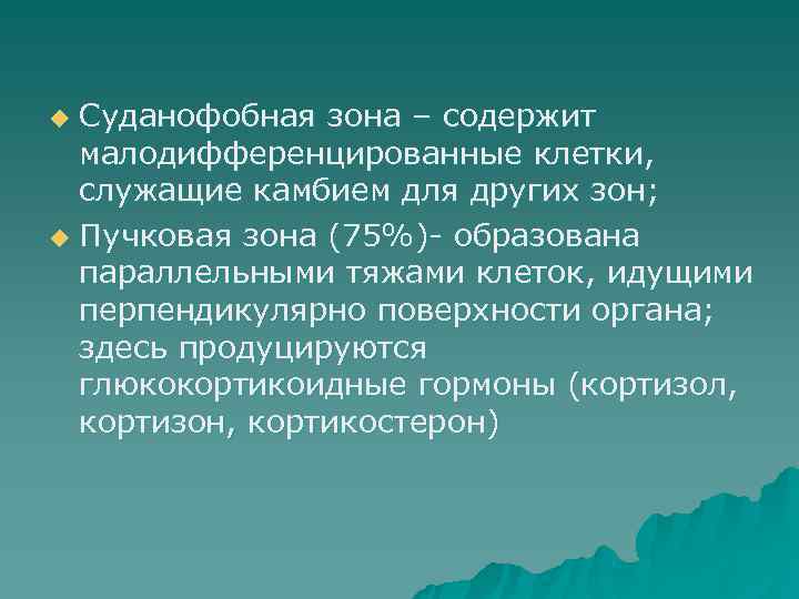 u Суданофобная зона – содержит  малодифференцированные клетки,  служащие камбием для других зон;