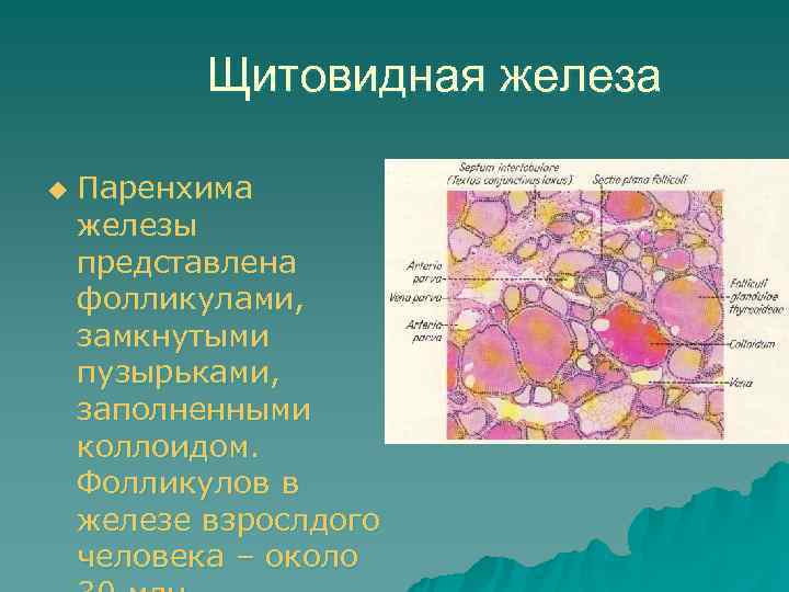 Сосудистый рисунок паренхимы железы усилен