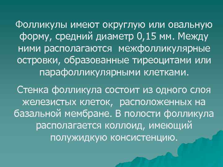 Фолликулы имеют округлую или овальную форму, средний диаметр 0, 15 мм. Между ними располагаются