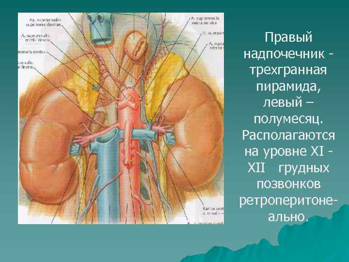  Правый надпочечник -  трехгранная  пирамида,  левый –  полумесяц. Располагаются