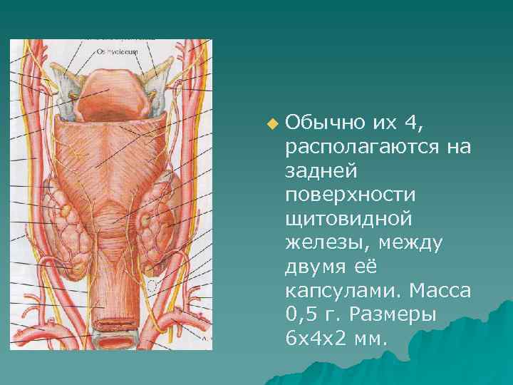 u  Обычно их 4, располагаются на задней поверхности щитовидной железы, между двумя её