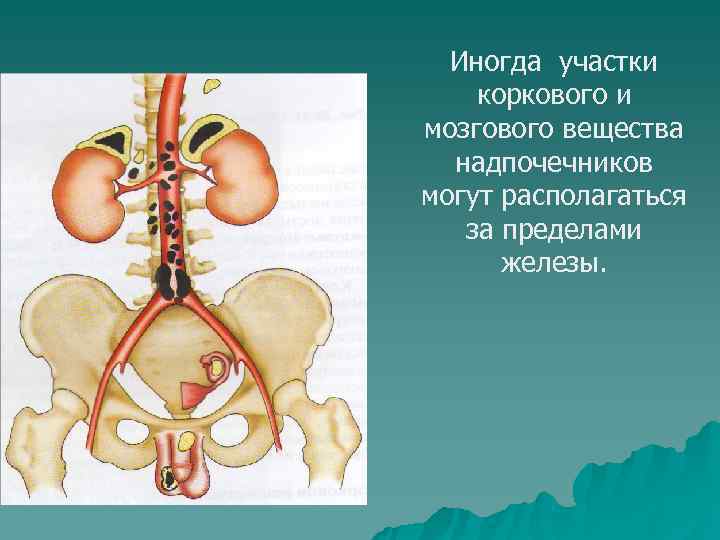  Иногда участки коркового и мозгового вещества  надпочечников могут располагаться  за пределами