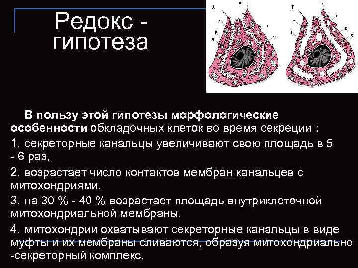  Редокс -  гипотеза В пользу этой гипотезы морфологические особенности обкладочных клеток во