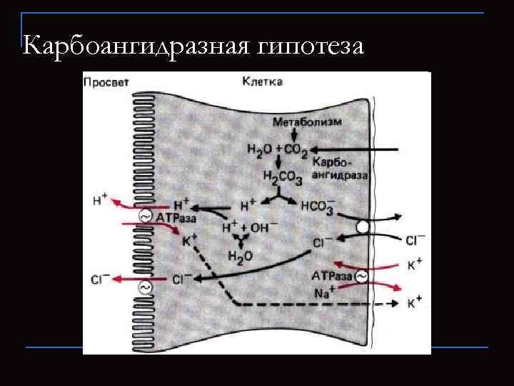 Карбоангидразная гипотеза 