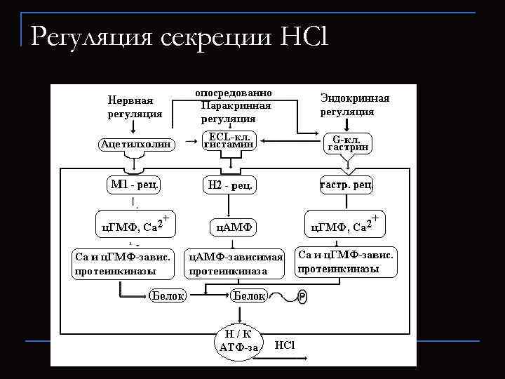 Регуляция секреции HCl 