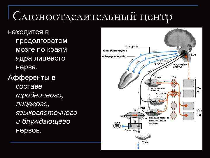  Слюноотделительный центр находится в  продолговатом  мозге по краям  ядра лицевого