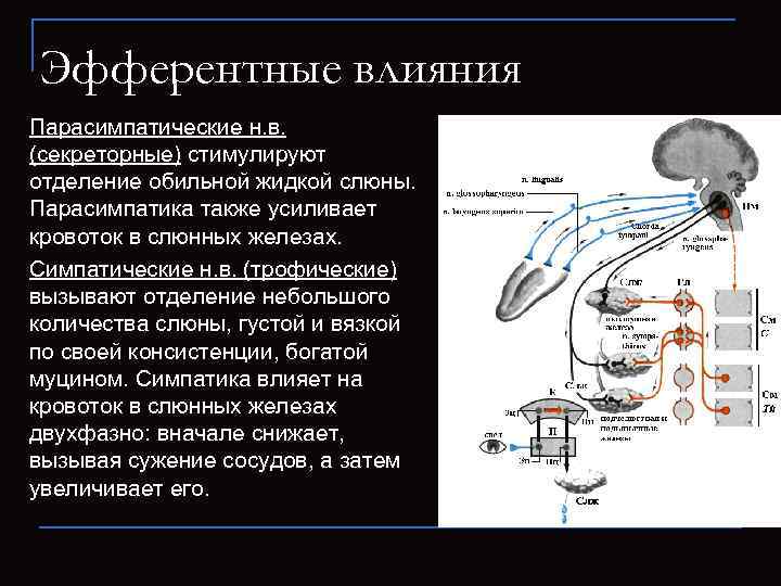 Эфферентные влияния Парасимпатические н. в.  (секреторные) стимулируют отделение обильной жидкой слюны.  Парасимпатика