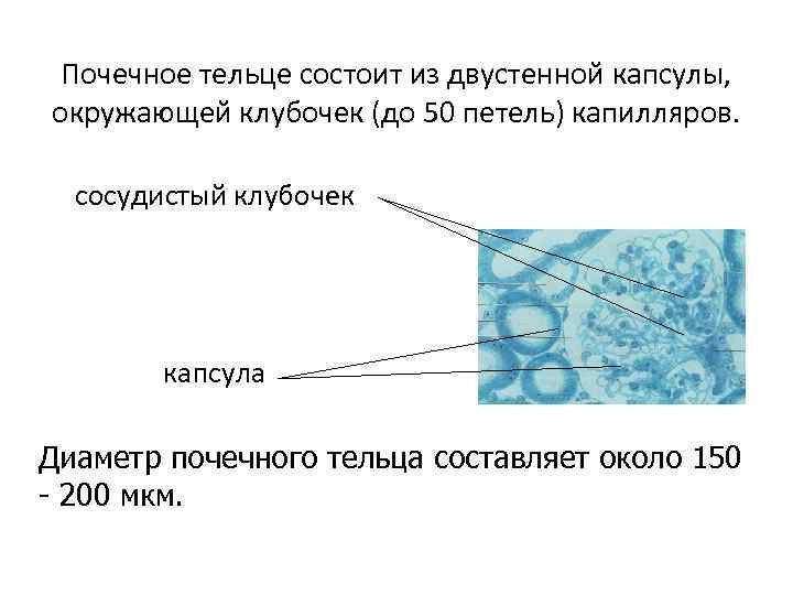 Почечное тельце состоит из двустенной капсулы, окружающей клубочек (до 50 петель) капилляров. сосудистый клубочек