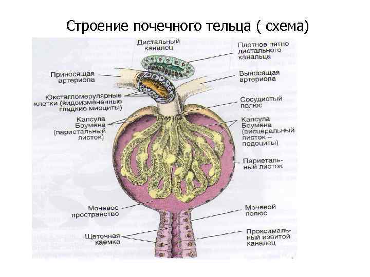 Схема строения почечного тельца. Строение капсулы почечного тельца. Схема строения почечного тельца гистология. Строение почечного тельца анатомия.