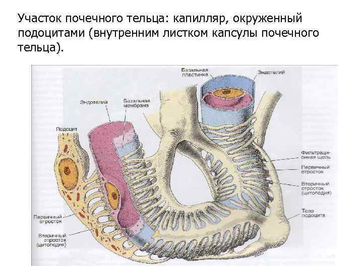 Участок почечного тельца: капилляр, окруженный подоцитами (внутренним листком капсулы почечного тельца). 