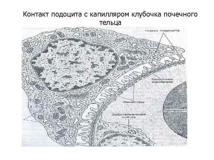 Контакт подоцита с капилляром клубочка почечного    тельца 